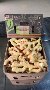 Organic Fresh Ginger Form Whole Features Organic Freshness Level Fresh - Terravix Global - Brazil