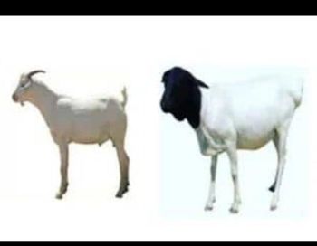 livestock - Afrimon export and Imort Com - Somalia