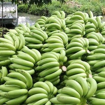 Wholesale Fresh Cavendish Bananas Green 10kg France Agriculture Plant Use High Quality Export Quality Best Price in Stoc - Banyen Inter Corp - Thailand