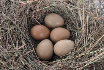 Pheasant egg - VULPEX KFT. - Hungary