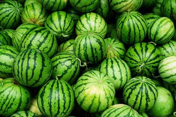 Watermelon (Indian Origin) Texture Crisp Juice Content High Appearance Attractive Flavor Naturally Sweet Flesh Color Bright Red - AGROCARTE EXIM ENTERPRISES PVT LTD - India