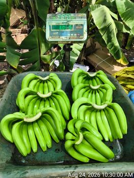Bananas from Shri ram fruit Bananas - Shri ram fruit - India