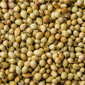 Coriander Seeds Flavor Warm, Citrusy Form Whole Or Ground Powder Processing Method Sun-dried, Sorted Harvest Method Harvested When Plant Goes To - Agroral import export srl  - Romania