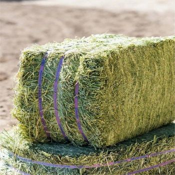 Hot Sale Alfalfa hay for Animal Feeding and Seeds Cheap Alfalfa hay Bales Packing Bulk Suppliers Cattle Feed and Horse Feed from AK.BOLO MEDIK LTD Hot Sale Alfalfa hay for Animal Feeding and Seeds Cheap Alfalfa hay Bales Packing Bulk Suppliers Cattle Feed and Horse Feed - AK.BOLO MEDIK LTD - Thailand