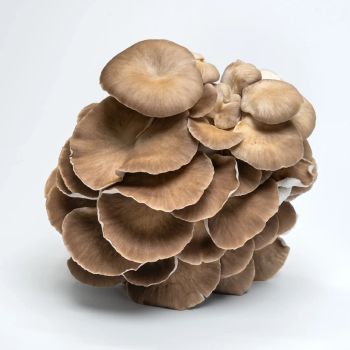 oyster mushrooms - Njang Investments Limited - Kenya
