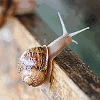 Product - EUROPE SNAILS - Luxembourg
