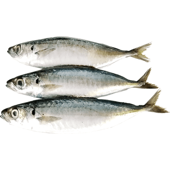 Seafood Fresh Frozen Whole Layang Scad fish for Sea Fish Buyers - TANIS IMPORT & EXPORT COMPANY LIMITED - Vietnam