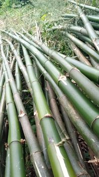 Bamboob - seon kwang - Nigeria