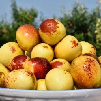 Big Size Sweet Juicy Frozen Winter Jujube Wholesale Price - Shanxi Fret International Trade Co., Ltd - China
