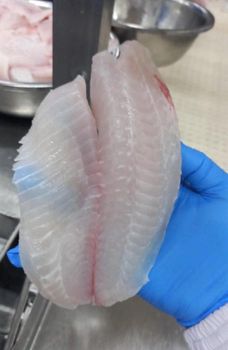 Tilapia fillet Cut Type Fillet Texture Deep - Cv global aneka perkasa  - Indonesia