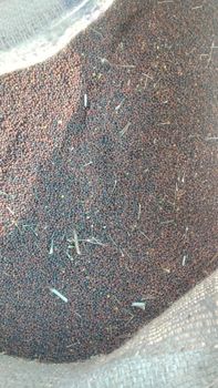 Mustard seeds Color Golden Hue Texture Purity And Potency Flavor Rich Aroma And Flavor Freshness Retained Maximum - DABU DIAMOND CO. - India