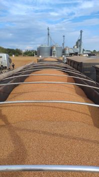Soybean GMO - FGN Trading Company - Brazil