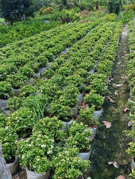 Live nursery plants - RIOEXIM NURSERY - India