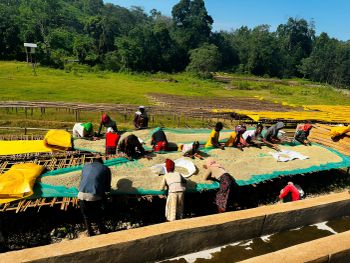 Ethiopian Green Coffee Beans Grade 1 (Yirgacheffe,Sidamo,Guji, Tepie) - Bk - Ethiopia