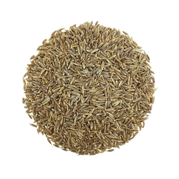 Cumin Seed - Elevate International - India
