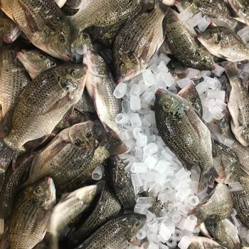 WORLDWIDE SOURCING OF BLACK TILAPIA WHOLE ROUND: HIGH-QUALITY SEAFOOD SOLUTION - TANIS IMPORT & EXPORT COMPANY LIMITED - Vietnam
