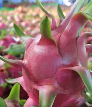 Dragon fruit – product photo, Organic Dragon Fruit products found from trusted suppliers, wholesalers, manufacturers & exporters Listing