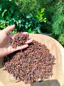 Dried Cloves (Hand-Selected Indonesian Cloves) - Aysila Jaya Mandiri - Indonesia