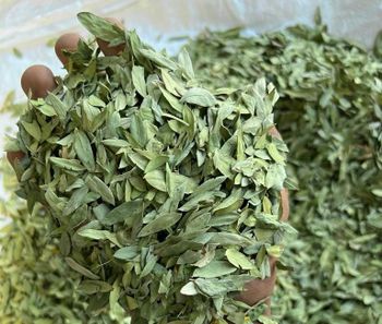 senna leaves from Megha Products senna leaves - Megha Products - India