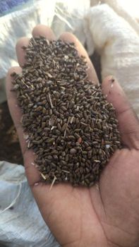 Cassia tora from Szw global ventures Cassia tora - Szw global ventures - Nigeria