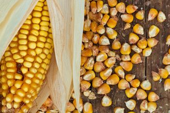 Yellow Maize Grain For Feed Mills Poultry Farms And Industrial Processing Offering Clean Kernels Good Energy Content - EAST LAND PROPERTIES - Tanzania