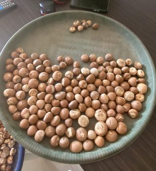 Whole Betel Nut 90/95 New Crops – product photo, Frozen Betel Nut products found from trusted suppliers, wholesalers, manufacturers & exporters Listing