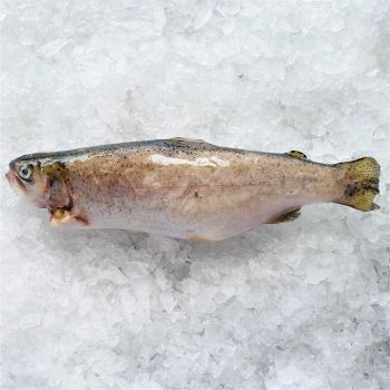 Premium Fresh Atlantic Trout Best Quality Farm Raised Fish for Wholesale Bulk Supply and Business Buyers - PILOTEXPORT IMPORT AND EXPORT LTD - South Africa