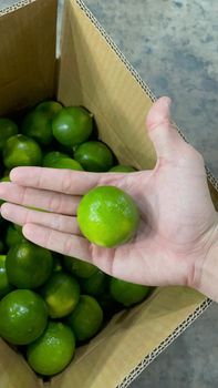 Seedless Lime Stem Length Short Juice Content 42–45% Leaf Coverage Ratio < 30% Color Green, Shiny, Uniform Skin Texture Smooth, Glossy - MEKONG LONG AN IMEX TRADING CO LTD - Vietnam