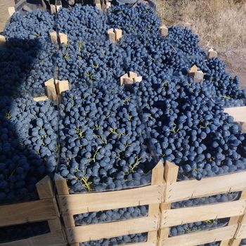 Black seeded grapes - NBD TRADE SRL - Moldova, Republic of