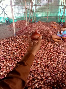 Fresh indian red onion - Kuber onion traders - India