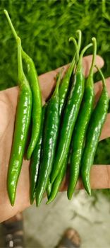 SRB Fresh Green Chilli Export Quality 4kg/5kg Boxes Color Vibrant Green Packaging Type 4kg / 5kg Cfb Boxes Shelf Life Maintained Through Export-standard Packaging - SRB Options - India