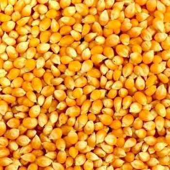 Yellow Maize, Origin Myanmar – product photo, Yellow Maize Flour products found from trusted suppliers, wholesalers, manufacturers & exporters Listing
