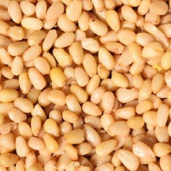 Fresh Pine Nuts Packed With Nutrients Delicious And Healthy Snack Option - malter group - Tanzania