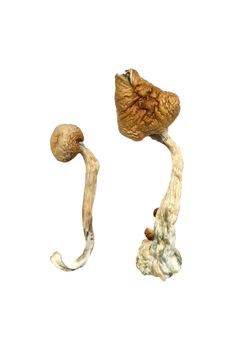 African Transkei Mushrooms from Njang Investments Limited African Transkei Mushrooms - Njang Investments Limited - Kenya