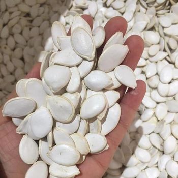 Snow White Pumpkin Seeds Grade AA Type SEEDS Admixture 0.2% Max Size 11 Cm And 13 Cm Packaging 50 KG BAGS Imperfect Seeds 3% Max - AGRO AFRIQUE COMPANY LIMITED - Tanzania