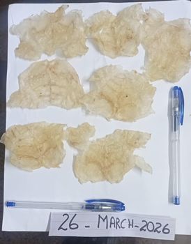 Cat Fish Maw ( Fishmaw ) Quality Premium quality Packaging Details As per demand Drying Process Natural sun dried Address Karachi Fisheries, West Wharf Karachi - Agrisea Global - Pakistan