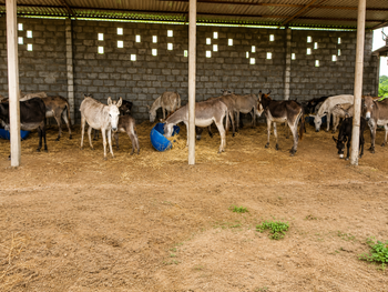 Donkey Milk Powder - Rudra Dairy and Farms - India