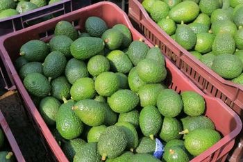 Hass Avocado - Am star group trading plc - Ethiopia