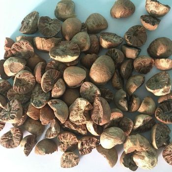Vietnam Betel Nut - Bulk Supply Best price Free tax from VINAGREEN TRADING AND IMPORT EXPORT COMPANY LIMITED Vietnam Betel Nut - Bulk Supply Best price Free tax – product photo, Frozen Betel Nut products found from trusted suppliers, wholesalers, manufacturers & exporters Listing