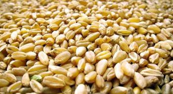 Wheat, Durum and soft milling Type Durum Wheat, Soft Wheat - TYCHE TRADES AND INVEST  - Canada