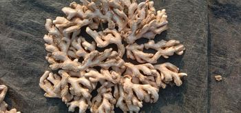 Dry ginger Origin India Minimum Order Quantity 1000 - maani exports - India