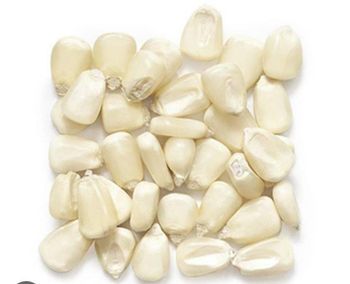 Premium White Maize Corn Wholesale Bulk Supply Export Quality White Corn Worldwide - THE GREEN INTERNATIONAL LIMITED - Tanzania