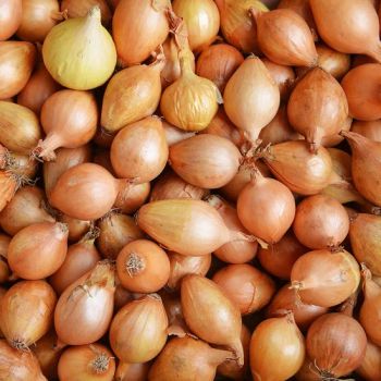 Triple-Washed Ready-to-Use Slicing Onions for Quick Meals Color Red Type Fresh Shape Round Origin China Brand E.Funs Storage - Jiangsu E. Funs Import & Export Co., Ltd. - China