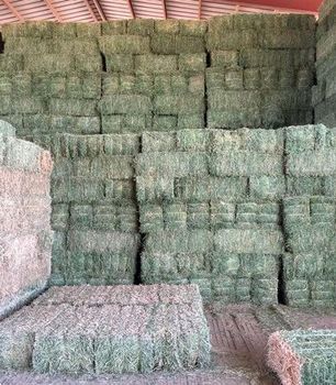 Premium Alfalfa Hay for Rabbits, Guinea Pigs & Small Pets Grade A - Magic SS GMBH - Germany