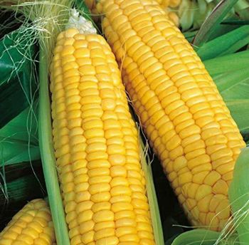 🌽 corn - AR - India