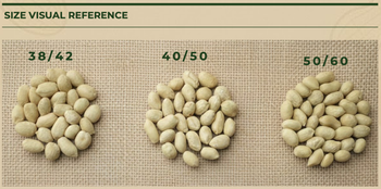 Blanched Peanuts (Whole or Splits) - Plus Peanut - Argentina