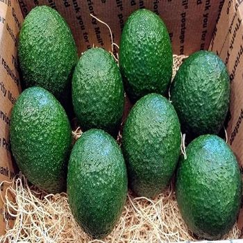 Premium Fuerte Variety Tropical & Sub-Tropical Fresh Avocados 100% Natural Creamy Vietnamese Origin 10kgs/carton Wholesale - AGRONOVA - United States