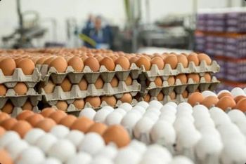 FRESH TABLE EGGS - VKS FOODS PVT LTD - India