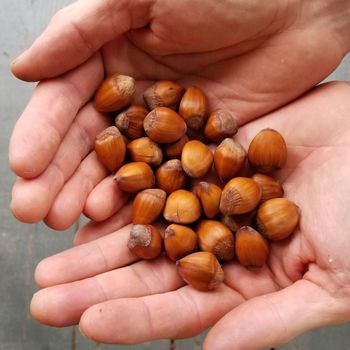 Wholesale Natural Hazelnuts Premium Bulk Supply Fresh Roasted Snack Healthy Delicious and Nutritious for Export - PILOTEXPORT IMPORT AND EXPORT LTD - South Africa