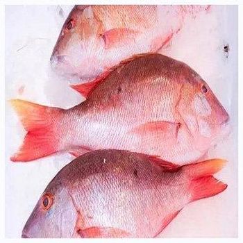 Frozen top quality Black / Red seabream fish sea bream fish individual frozen. - TREVEX INTER CO.,LTD - Thailand